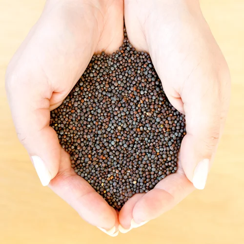 Mustard Seeds